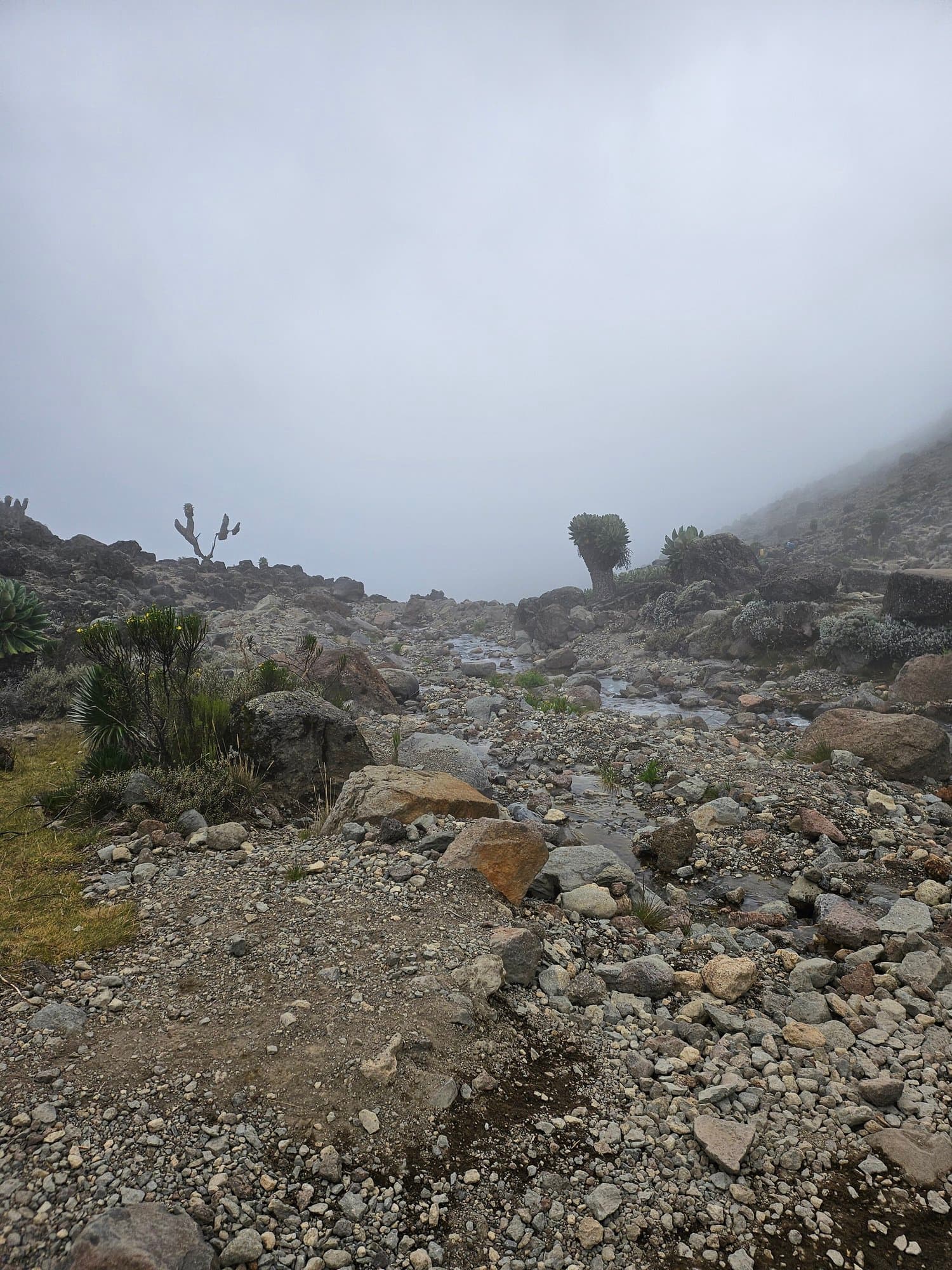Kilimanjaro trek photo